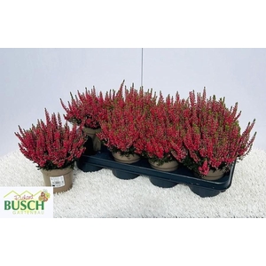 CALLU BL SCARL EARLY