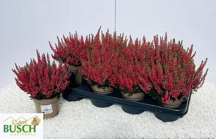 <h4>CALLU BL SCARL EARLY</h4>