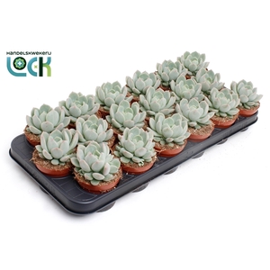 Echeveria Secunda