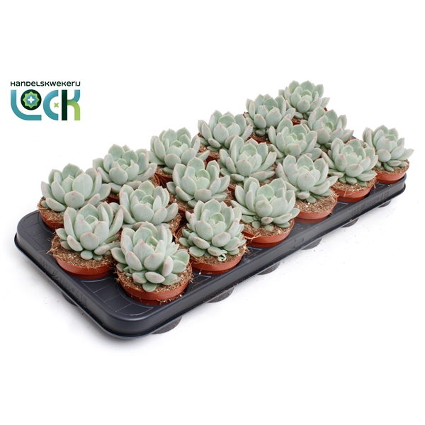 <h4>Echeveria Secunda</h4>