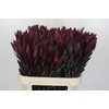 Leucadendron Saf Sunset Dark R.