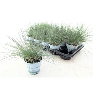 Festuca glauca 'Compact Blue'