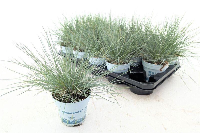 <h4>Festuca glauca 'Compact Blue'</h4>