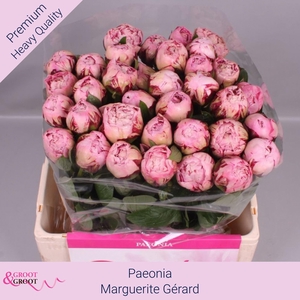 Paeonia Marguerite Gérard | Heavy Quality