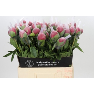 Paeonia Belgravia