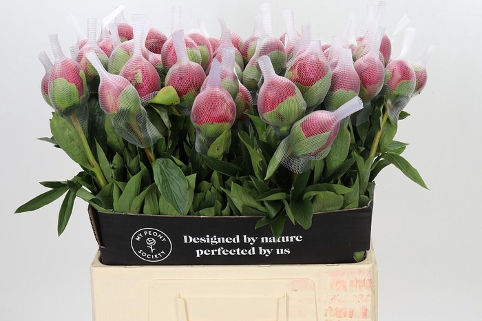 <h4>Paeonia Belgravia</h4>
