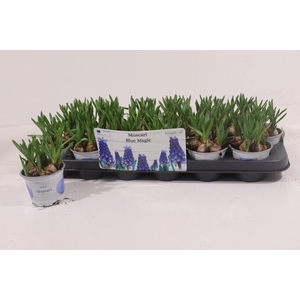 MUSCAR BLUE MAGIC