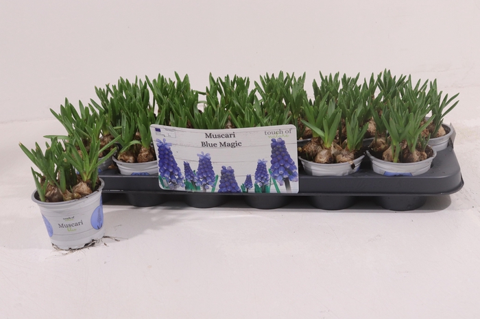<h4>MUSCAR BLUE MAGIC</h4>