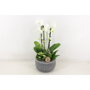 arr2 PL - Ker. barok grijs kl. Phal