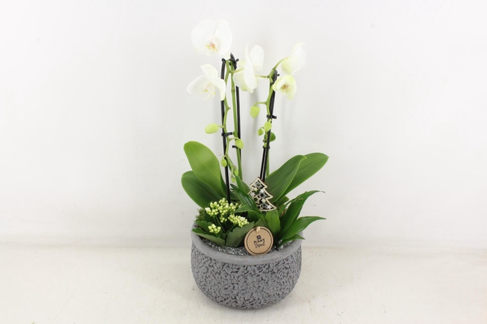 <h4>arr2 PL - Ker. barok grijs kl. Phal</h4>