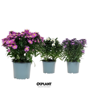 Aster Starletta Serie mix