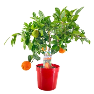 Citrus lemon rosso