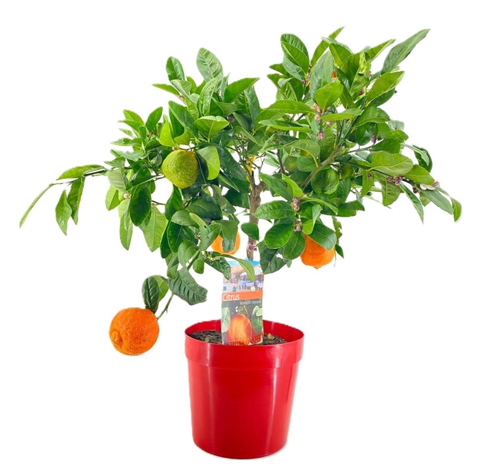 <h4>Citrus lemon rosso</h4>