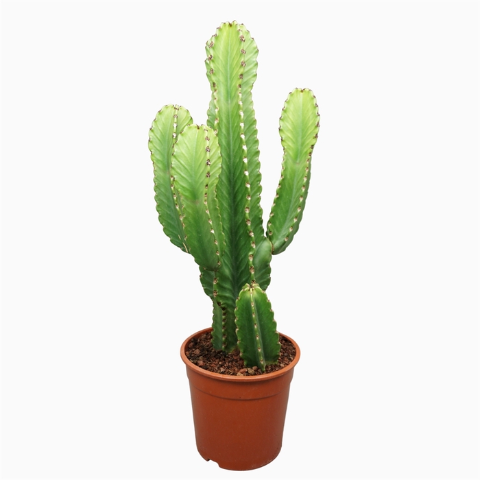 <h4>Euphorbia ingens</h4>