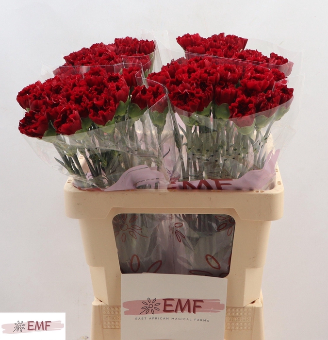 <h4>DI ST GRACE</h4>