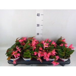 Begonia boliv. 'Dreams Hot Pink'