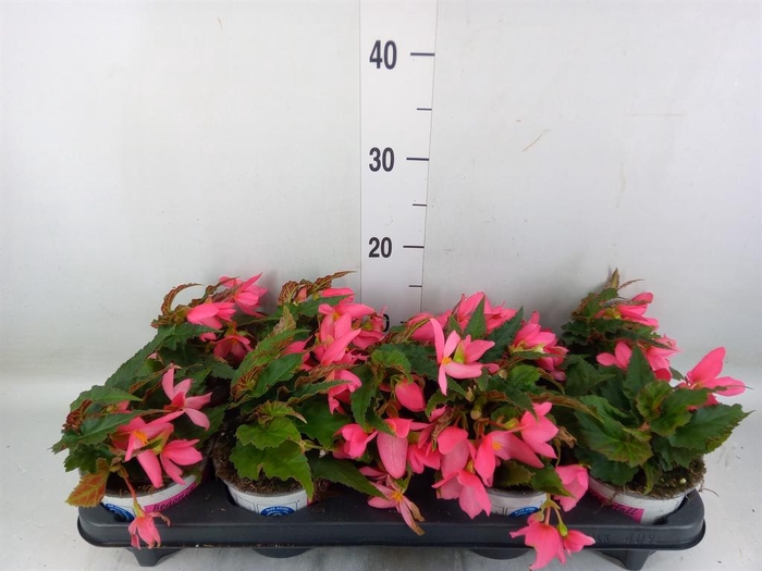 <h4>Begonia boliv. 'Dreams Hot Pink'</h4>