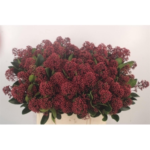 Skimmia Rubella Red Extra Bunch