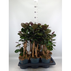 Polyscias scutellaria 'Fabian'