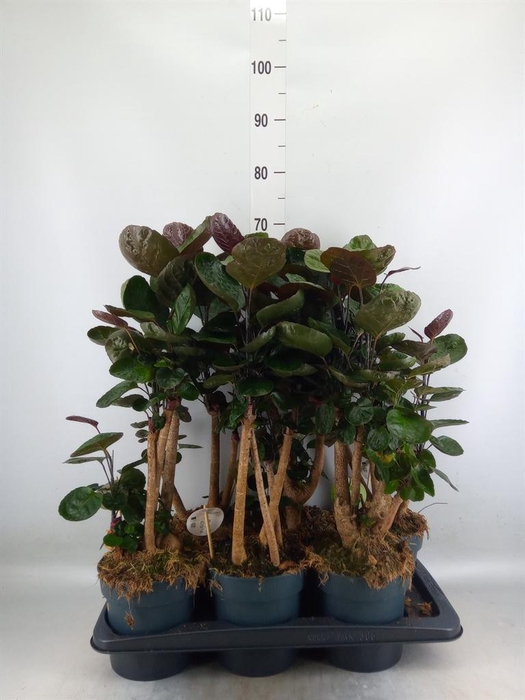 <h4>Polyscias scutellaria 'Fabian'</h4>