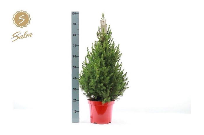 <h4>PICEA GL DECEMBER</h4>