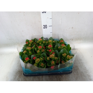 Kalanchoe blos.   ..