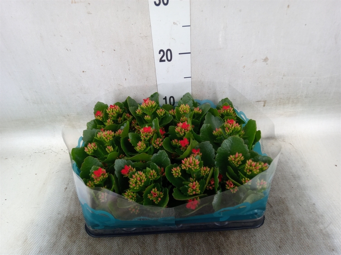 <h4>Kalanchoe blos.   ..</h4>