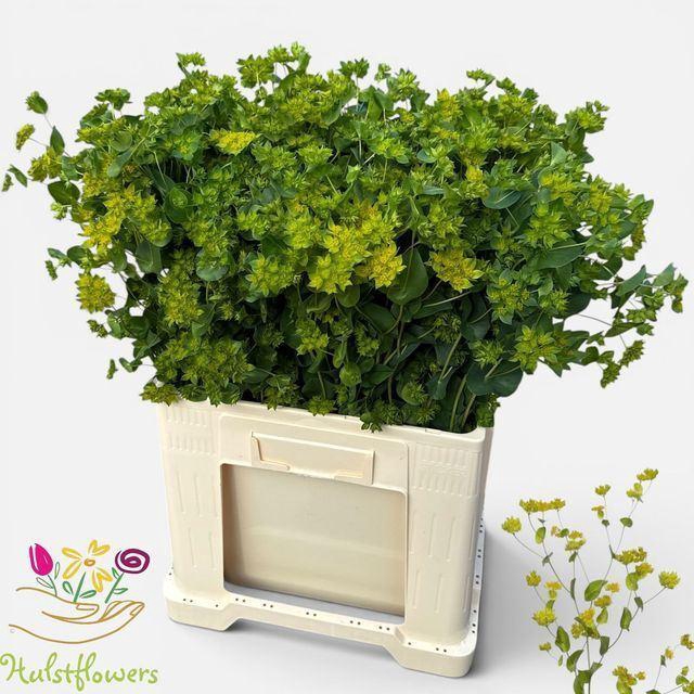 <h4>BUPLEURUM GRIFFITHII</h4>