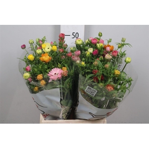 Ran Butterfly Mix In Fust