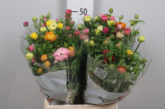 <h4>Ran Butterfly Mix In Fust</h4>