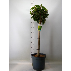 Prunus lusit. 'Angustifolia'