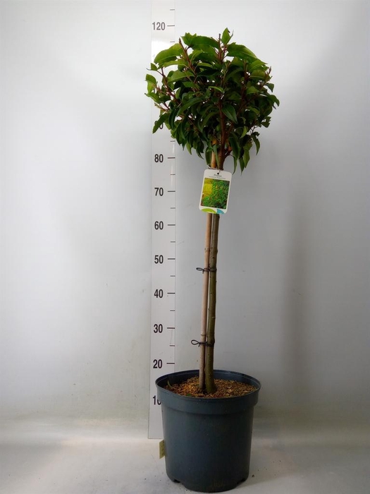 <h4>Prunus lusit. 'Angustifolia'</h4>