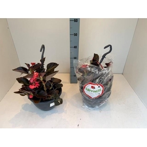 BEGO MWATT RED BL IM