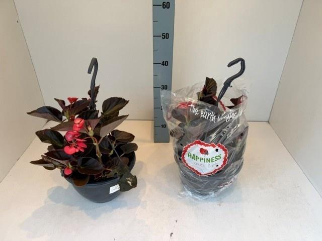 <h4>BEGO MWATT RED BL IM</h4>