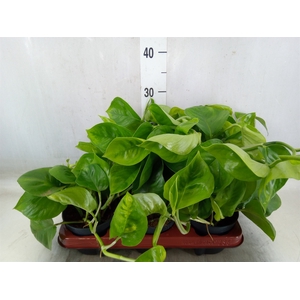 Epipremnum pinn. 'Global Green'