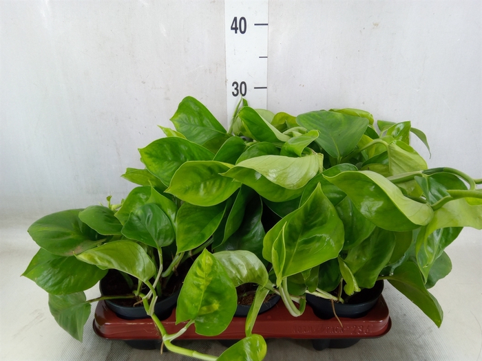 <h4>Epipremnum pinn. 'Global Green'</h4>