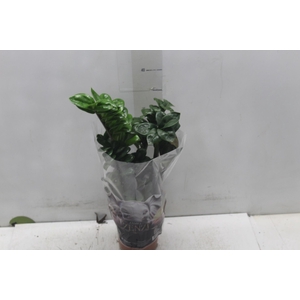 ZAMIOCULCAS ZENZI P14