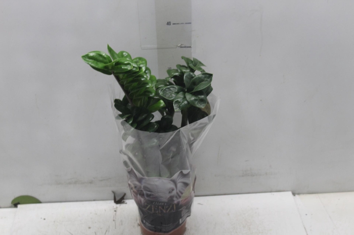 <h4>ZAMIOCULCAS ZENZI P14</h4>