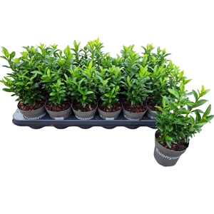 Euonymus jap. Green Spire