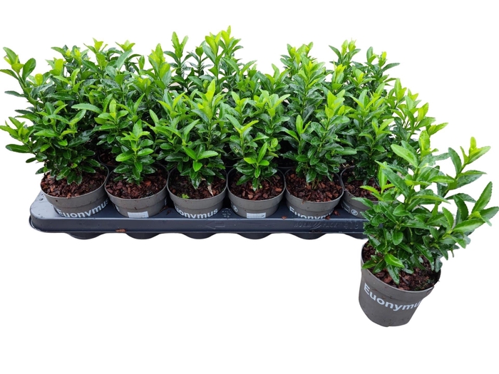 <h4>Euonymus jap. Green Spire</h4>