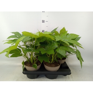 Fatsia japonica   ...
