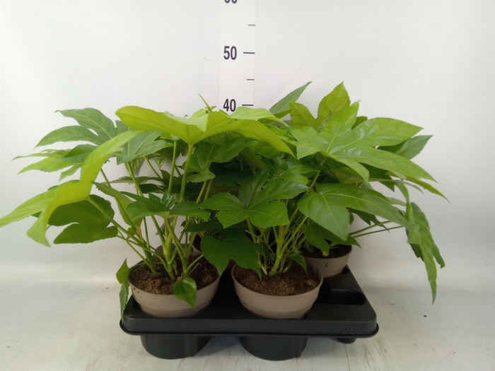 <h4>Fatsia japonica   ...</h4>