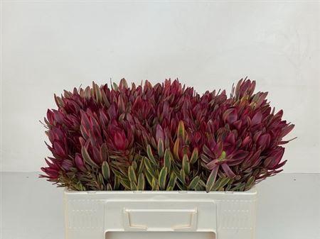 <h4>Leucad Jester</h4>