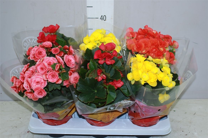 <h4>Begonia Du Gemengd</h4>