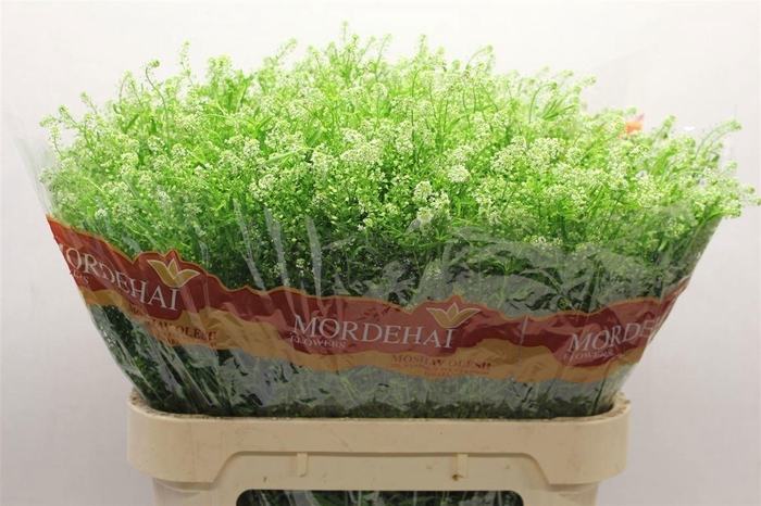 <h4>Lep Ru Green Bell</h4>