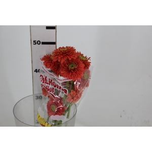 GERBERA BOLERO PLUTOPLUTO < 050 CM < 10 CM DIAM
