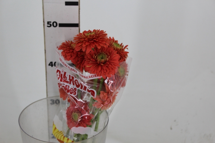 <h4>GERBERA BOLERO PLUTOPLUTO < 050 CM < 10 CM DIAM</h4>