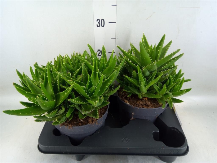 <h4>Aloe perfoliata</h4>