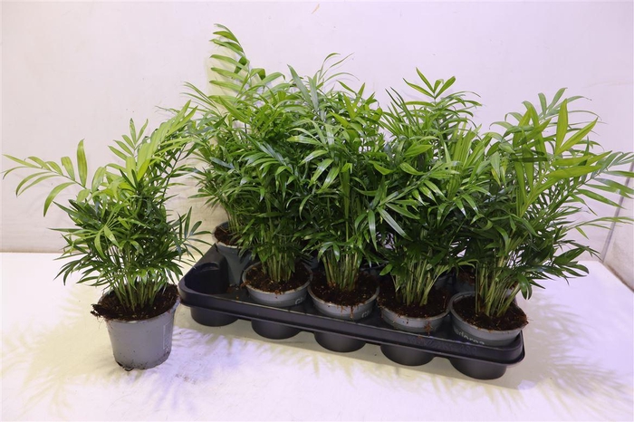 <h4>Chamaed Elegans</h4>