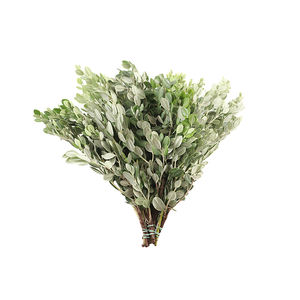 Pitto Ralphii 250 Gram